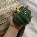 Samhain - Cascas & Folhas