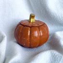 Autumn - Cascas & Folhas